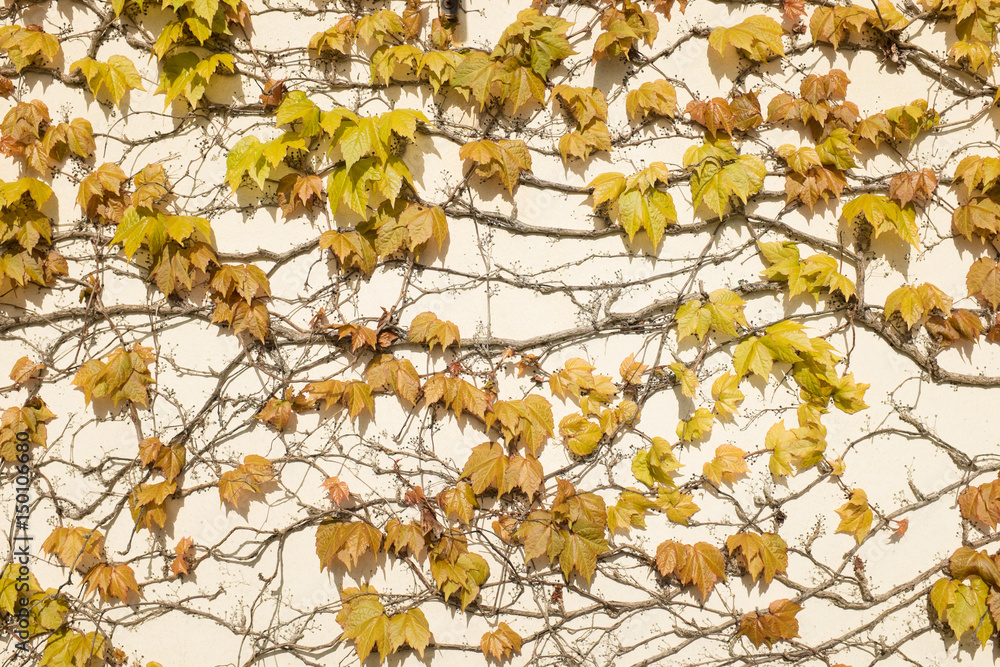 Leaf wall background. Leaf wall background.