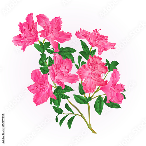 Pink rhododendron twig with flowers and leaves mountain shrub vintage hand draw vector illustration
