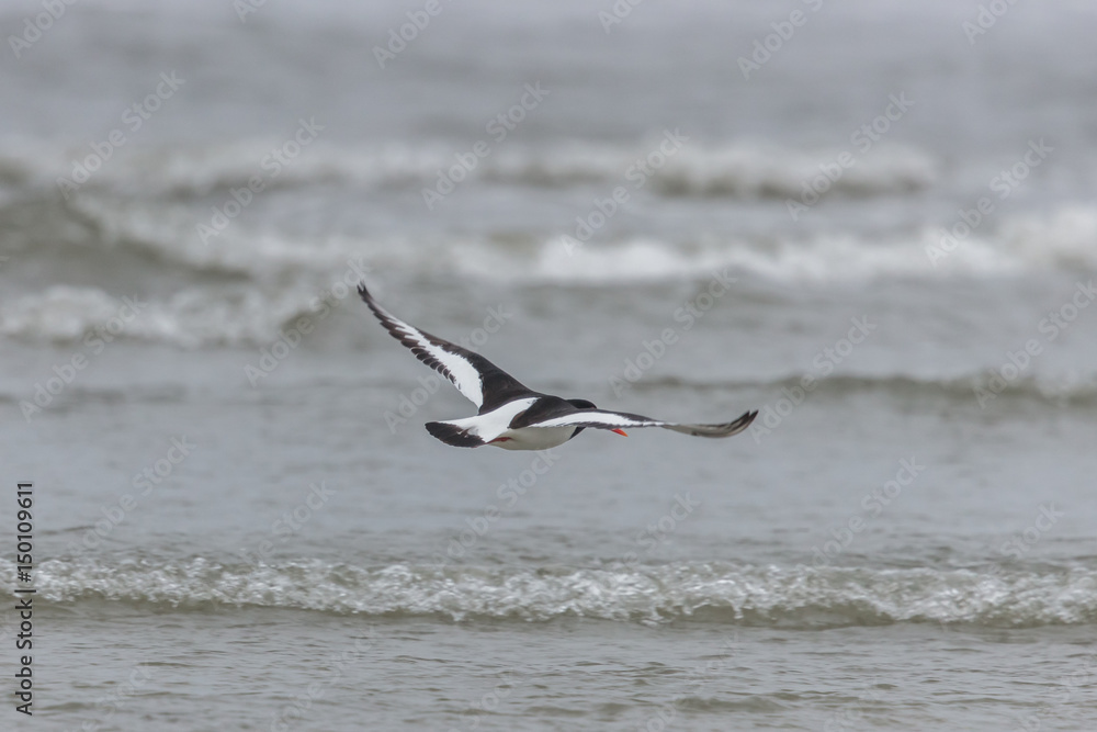vögel am meer vögel am meer