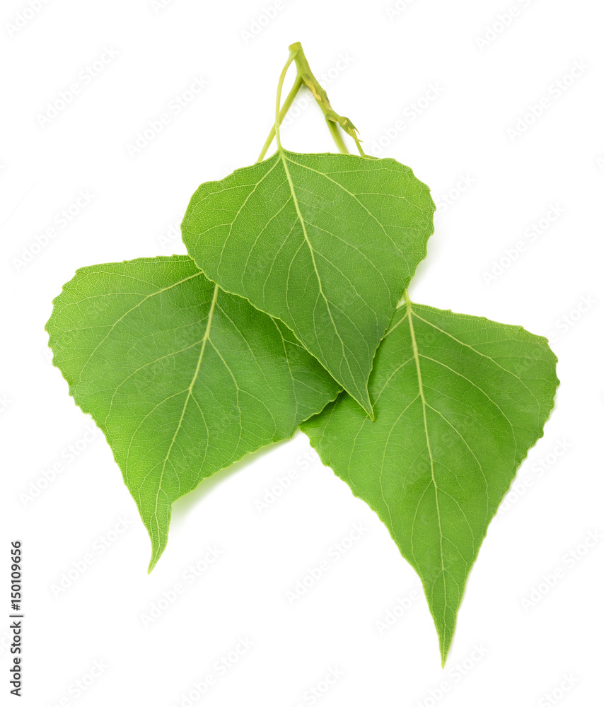 Fototapeta premium Green poplar leaves