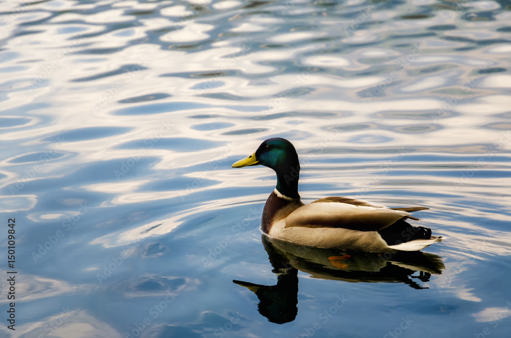 Obraz premium male mallard duck swimming on a lake