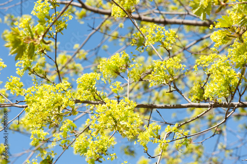 blossoming maple on blue sky background