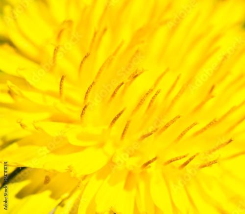 yellow dandelion  macro