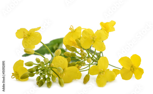 Billede på lærred colza (Brassica napus )