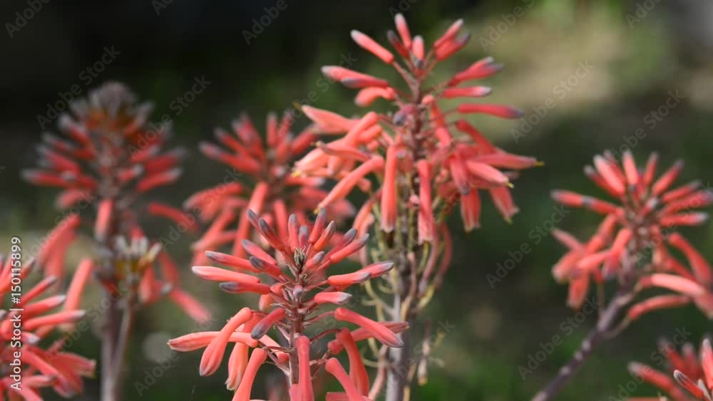 Beautiful flowers in the garden Beautiful flowers in the garden