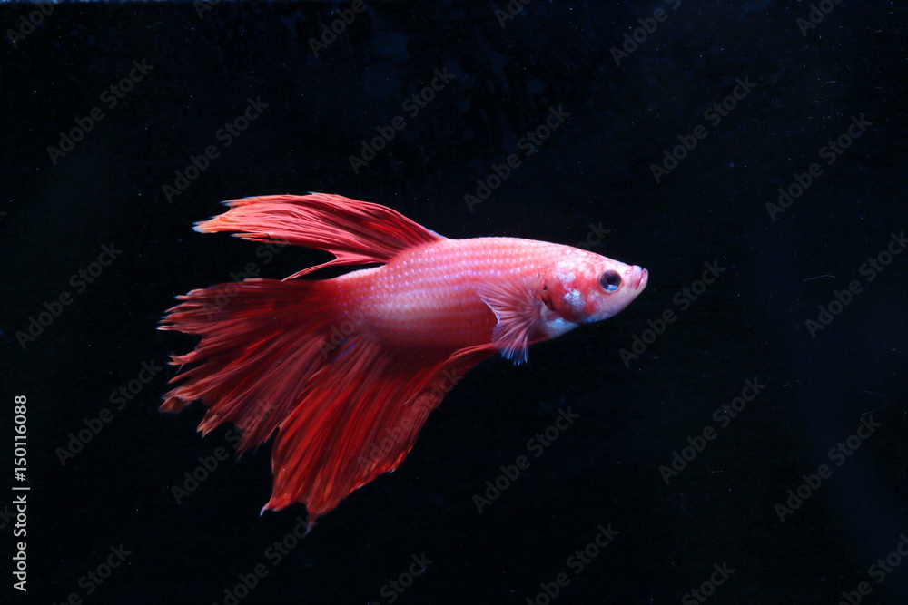Red fighting fish Red fighting fish