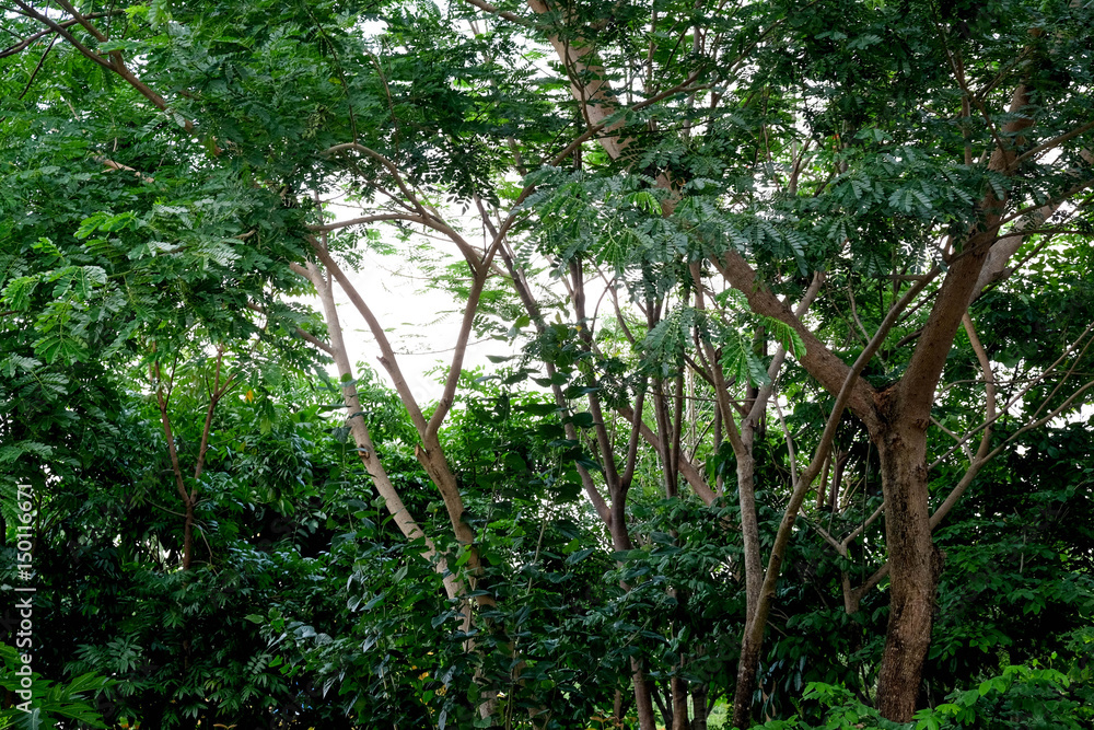 nature concept green trees in the shade garden nature concept green trees in the shade garden
