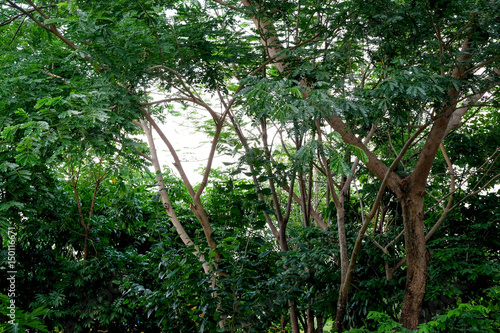 nature concept green trees in the shade garden