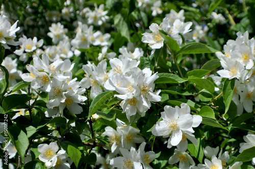 Bilde på lerret Duftangriff auf die Sinne: Jasmin, Jasminblüte, Echter Jasmin