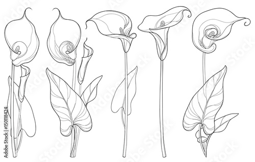 Fotografia Vector set with Calla lily flower or Zantedeschia, bud and leaves in black isolated on white background