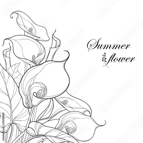 Tela Vector bouquet with Calla lily flower or Zantedeschia in black isolated on white background