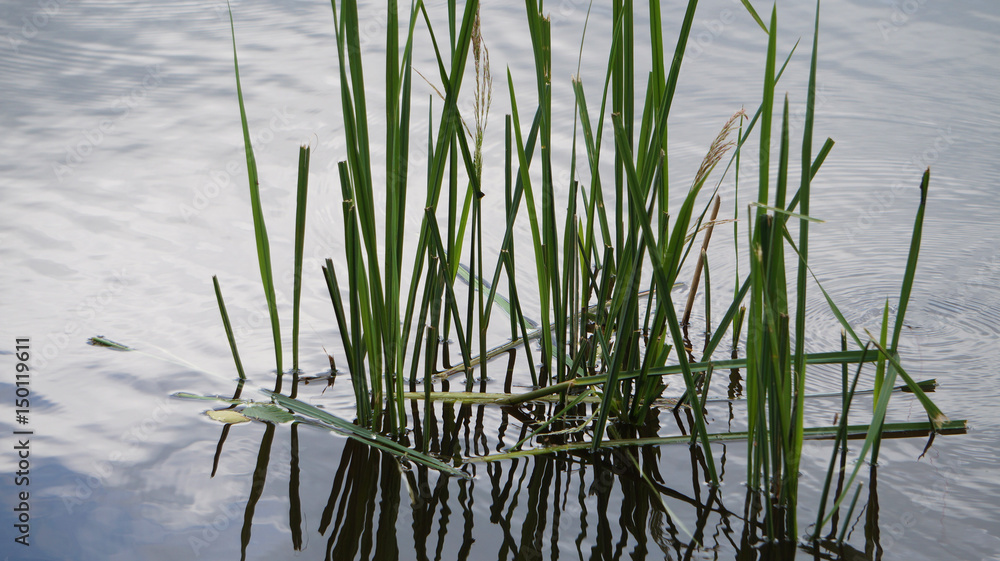 Calm Lake Calm Lake