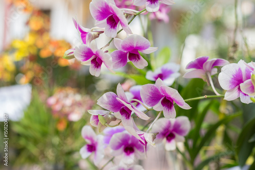 orchid flowers with leaves