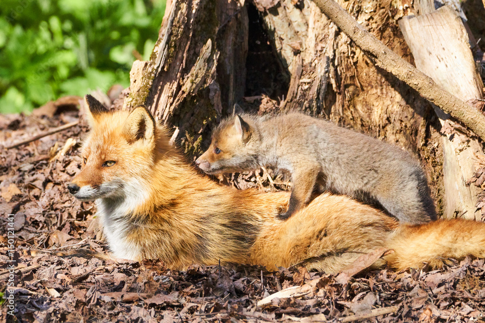 Fototapeta premium キタキツネの親子 
