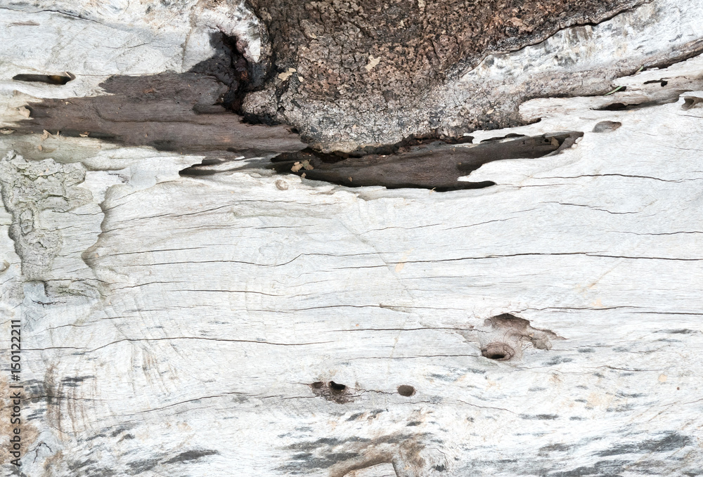 Natural wood surface, white color, backgrounds and textures