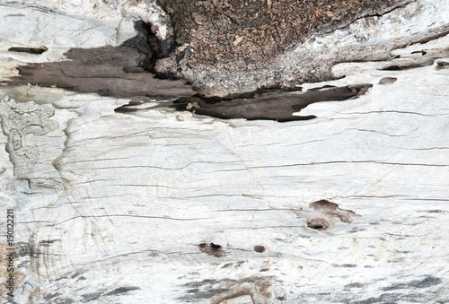 Obraz na płótnie Natural wood surface, white color, backgrounds and textures w salonie