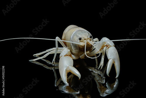 Crayfish Procambarus Clarkii Ghost on black background