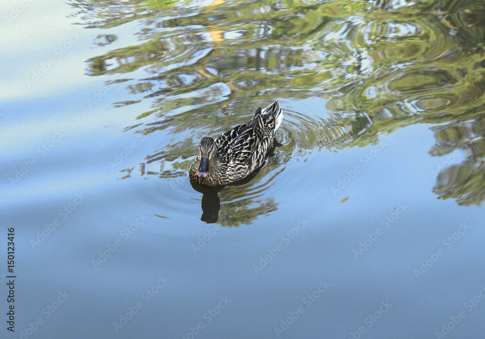 Fototapeta premium duck on water