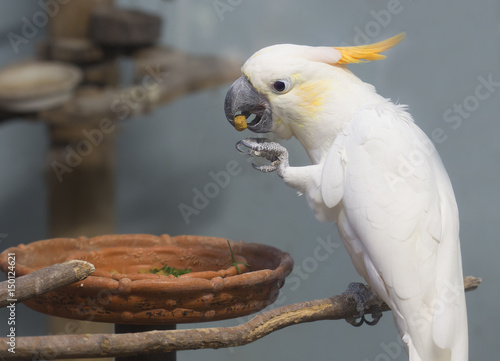 Fototapeta Naklejka Na Ścianę i Meble -  Белый попугай какаду