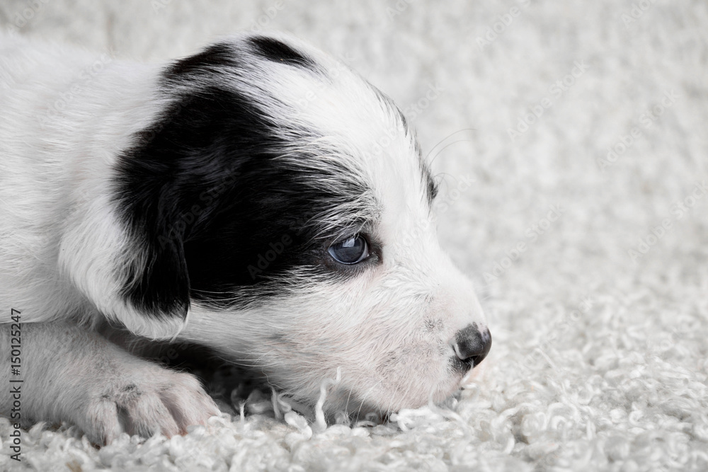 Fototapeta premium White puppies on a white fuzzy background