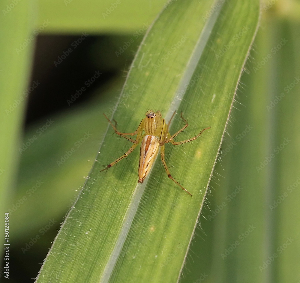 spider spider