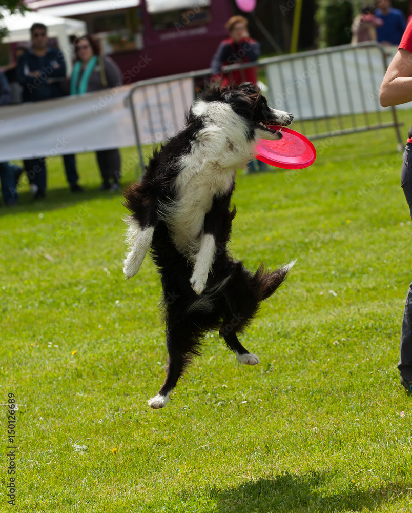 Border Collie dog with frisbee