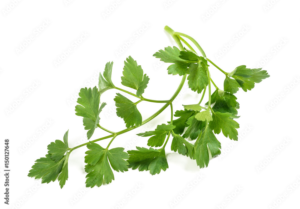 Fresh parsley sprig Fresh parsley sprig