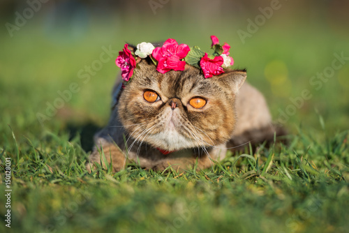 Canvas Print exotic shorthair cat in a flower crown outdoors