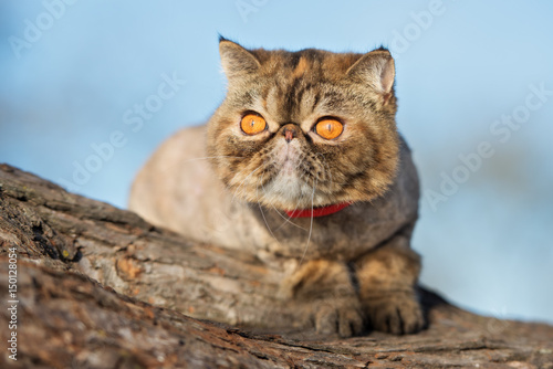 фотографія exotic shorthair cat posing on a tree