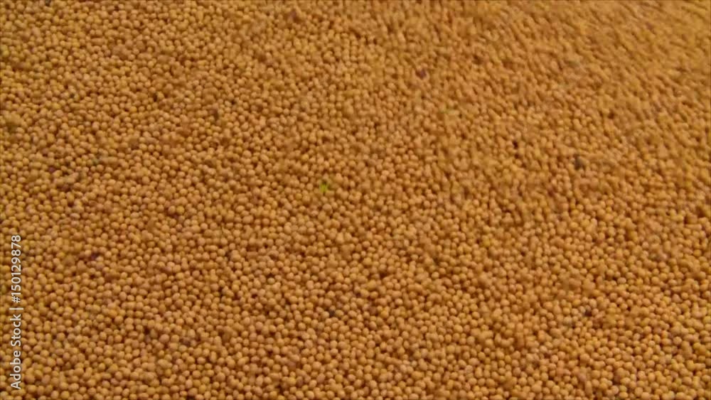 Soybeans grains Soybeans grains