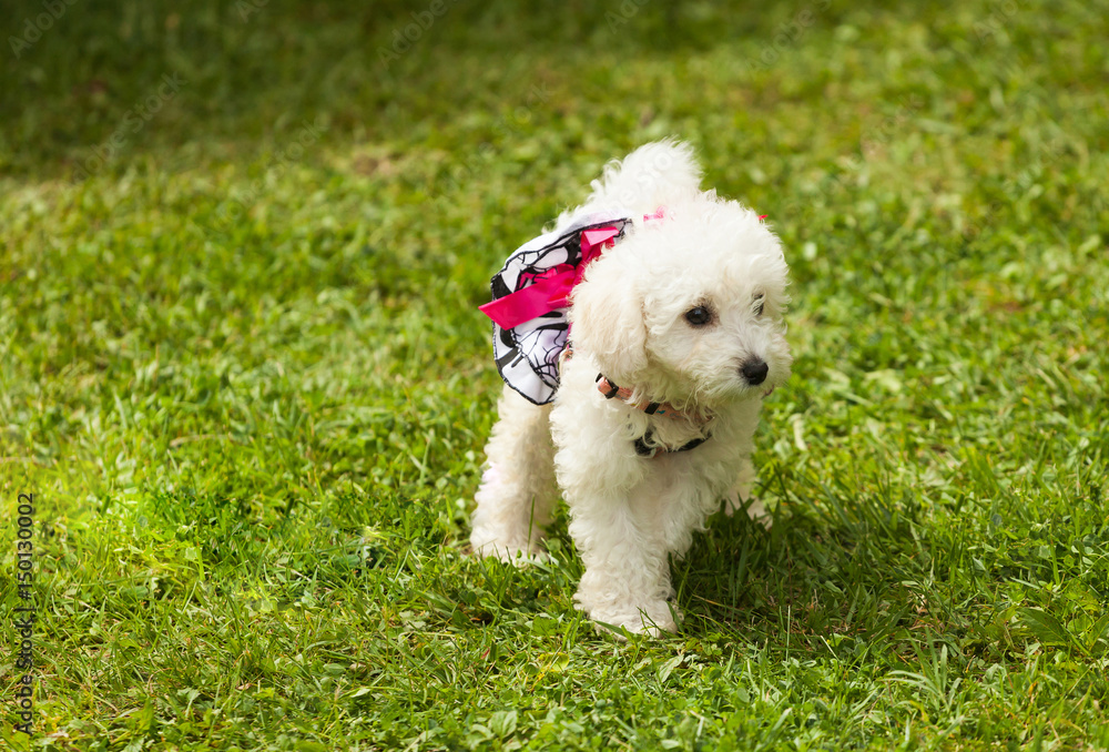 Cute small poodle puppy dog.