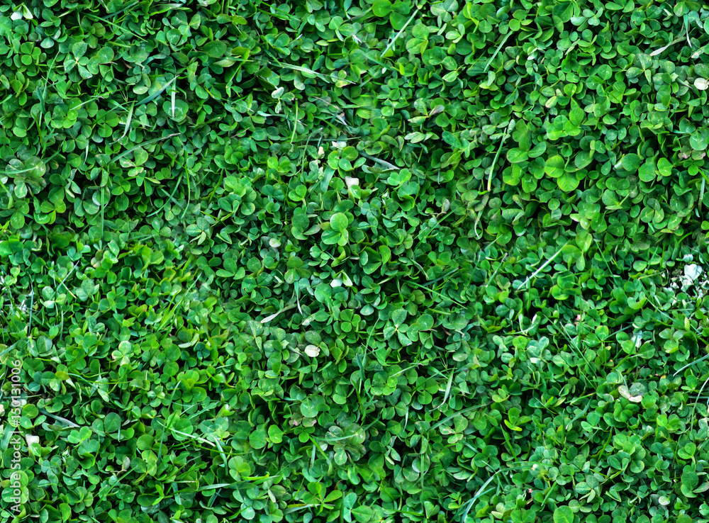 Natural Seamless background of trefoils top view. Bright green Texture of the Solitary blades of grass between Natural Seamless background of trefoils top view. Bright green Texture of the Solitary blades of grass between