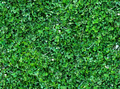Natural Seamless background of trefoils top view. Bright green Texture of the Solitary blades of grass between