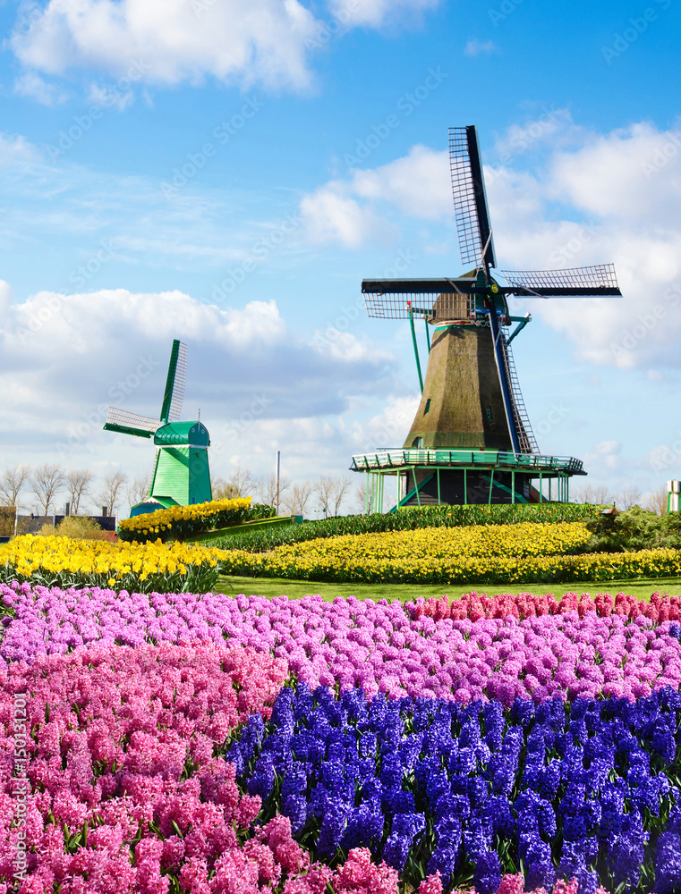 Magic spring landscape with flowers and patterns aerial Mill in Netherlands, Europe (harmony, relaxation, anti-stress, meditation - concept).