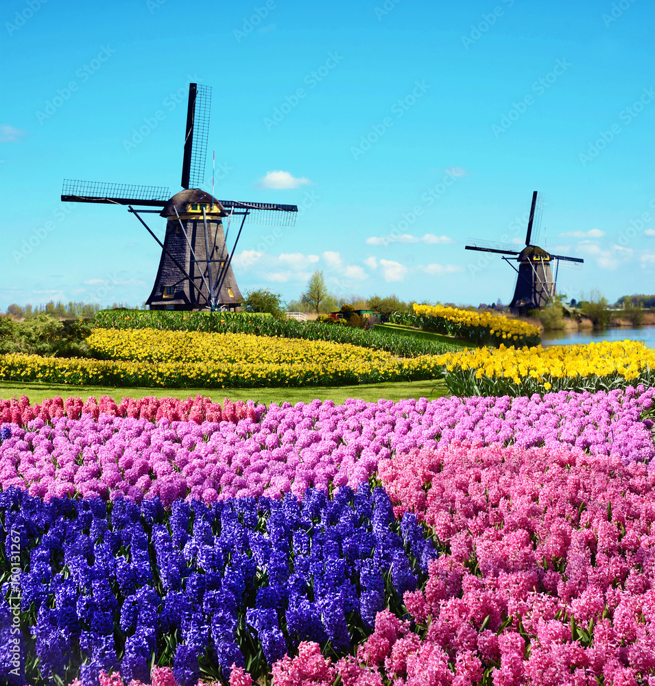 Magic spring landscape with flowers and patterns in aerial Mill Kinderdijk, Netherlands, Europe (harmony, relaxation, anti-stress, meditation - concept).