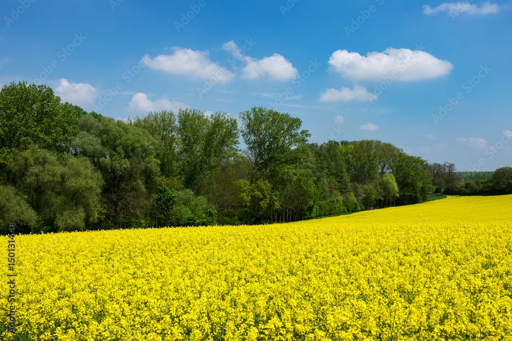 Landwirtschaft mit Raps Landwirtschaft mit Raps