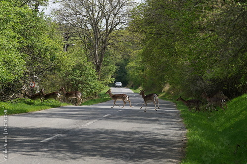 Roe deers crossing the road with car at background. Way throw the forest.