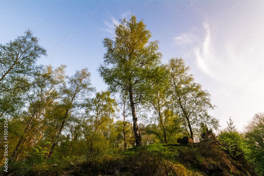 Obraz premium Bäume auf einem Sandsteinfelsen