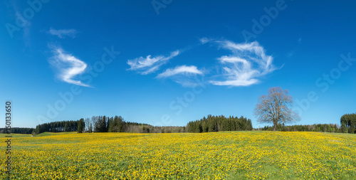 Tree on yellow flower meadow, blue sky and white clouds