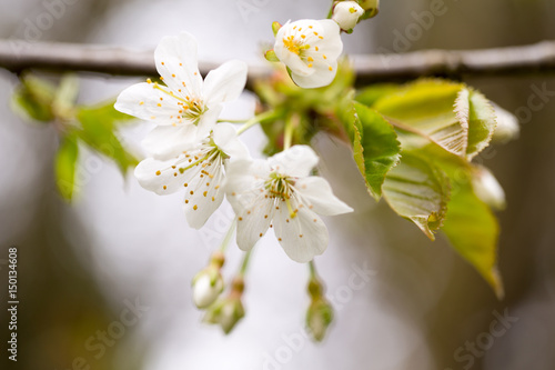 Cherry blossom in spring for background.
