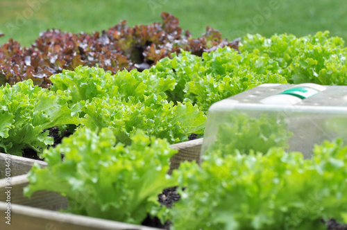 salade verte et rouge dans carré potager