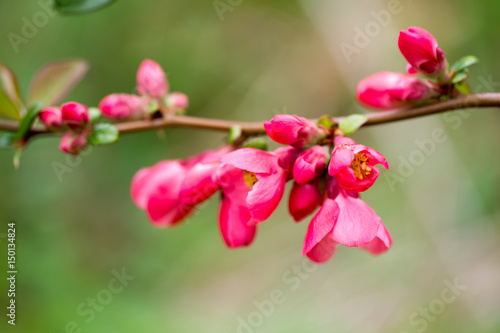 Cherry blossom in spring for background.