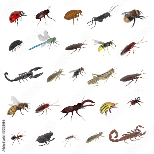 realistic 3d render of insect - large collection © 3drenderings