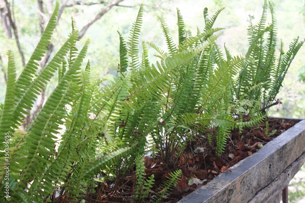 Fototapeta premium Closeup ferns in the stone vase