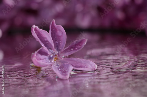 lilac flower in dew drops. Spring floral background