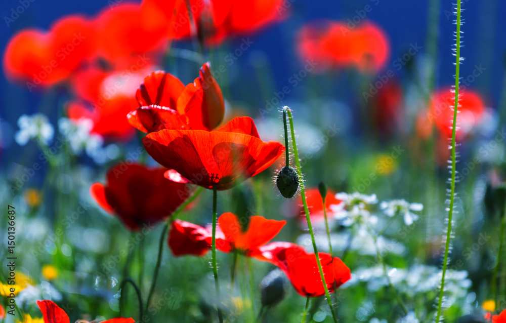 Naklejka premium Poppy