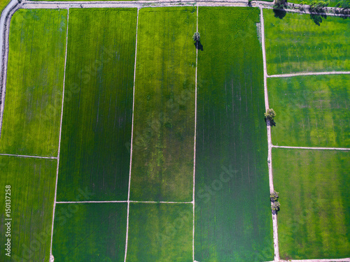 Aerial view of green rice farms in Phichit, Thailand © oppdowngalon
