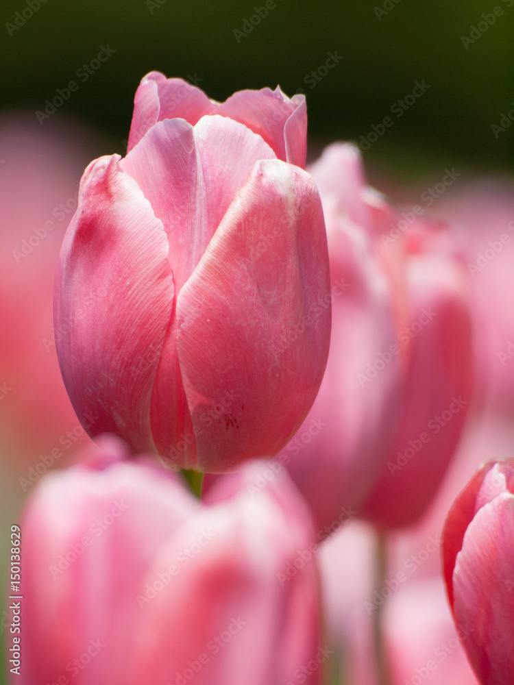 Pink Tulips Closeup ピンクのチューリップ接写 Stock Photo Adobe Stock