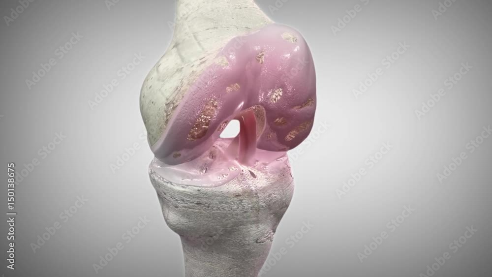 The knee is the largest joint in the human body, and bears almost all of the body's weight. http://www.polymime.com