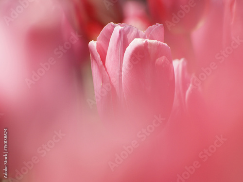 Pink tulips closeup                                     